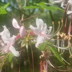 Palmetto Trail - Tyger River Segment - Union