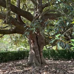 Rose Hill Plantation State Historic Site - Union