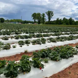 Downtown York Farmers Market - York