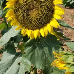 Downtown York Farmers Market - York