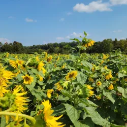 Downtown York Farmers Market - York