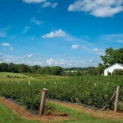 Downtown York Farmers Market - York