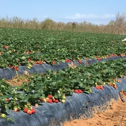 Downtown York Farmers Market - York