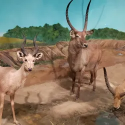 York County Museum - York