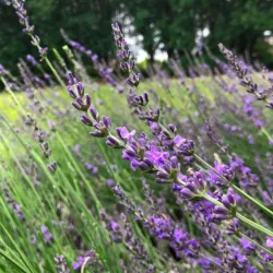 McCrory Gardens and South Dakota Arboretum - Brookings