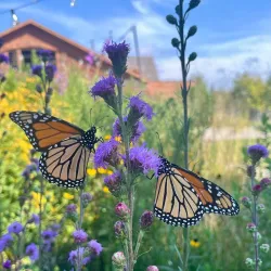 McCrory Gardens and South Dakota Arboretum - Brookings