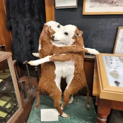 Blunt Pioneer Museum - Pierre