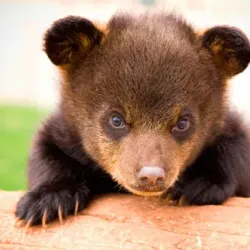 Bear Country USA - Rapid City