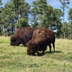 Bear Country USA - Rapid City