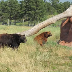 Bear Country USA - Rapid City