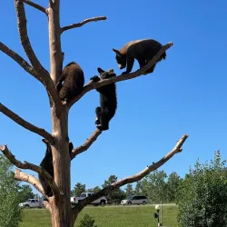 Bear Country USA - Rapid City