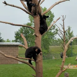 Bear Country USA - Rapid City