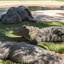 Reptile Gardens - Rapid City