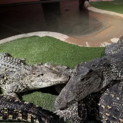 Reptile Gardens - Rapid City
