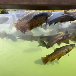 D.C. Booth Historic National Fish Hatchery - Spearfish