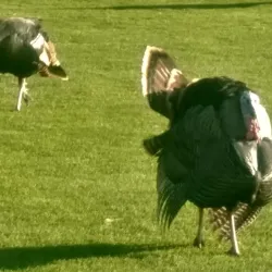 Bluffs Nature Area - Vermillion