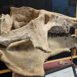 Old Courthouse Museum - Vermillion