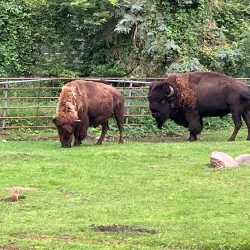 Bramble Park Zoo - Watertown