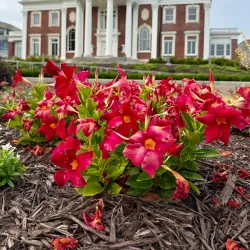 Bluff View Art District - Chattanooga