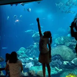 Tennessee Aquarium - Chattanooga