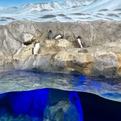 Tennessee Aquarium - Chattanooga