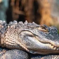 Tennessee Aquarium - Chattanooga