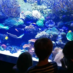 Tennessee Aquarium - Chattanooga