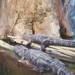 Tennessee Aquarium - Chattanooga