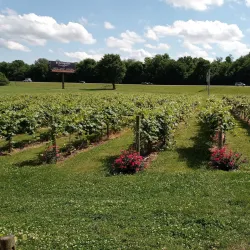 Beachaven Vineyards & Winery - Clarksville
