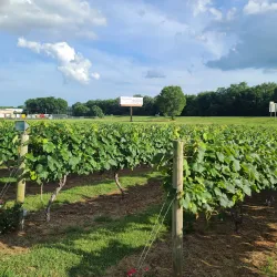 Beachaven Vineyards & Winery - Clarksville