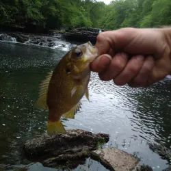 Duck River - Columbia