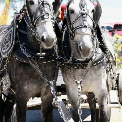 Mule Day Festival - Columbia