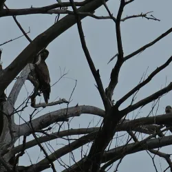 Lake Isom National Wildlife Refuge - Dyersburg