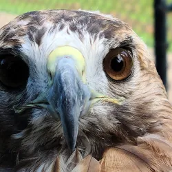 Reelfoot Lake State Park - Dyersburg