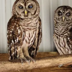 Reelfoot Lake State Park - Dyersburg