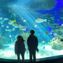 Ripley's Aquarium of the Smokies - Gatlinburg