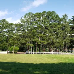 Germantown Festival Market - Germantown