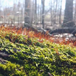 Germantown Greenway - Germantown
