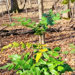 Germantown Greenway - Germantown