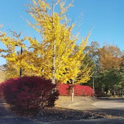 Municipal Park - Germantown