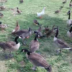 Hendersonville Community Park - Hendersonville