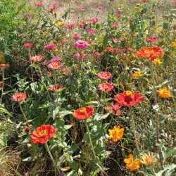 Casey Jones Village - Jackson