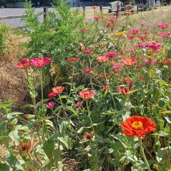 Casey Jones Village - Jackson