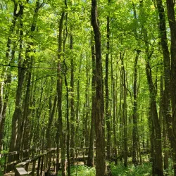 Cypress Grove Nature Park - Jackson