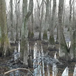 Cypress Grove Nature Park - Jackson