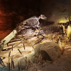 The Gray Fossil Site and Museum - Johnson City