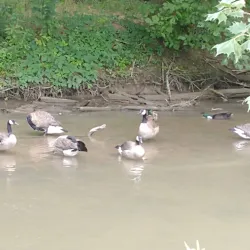 Kingsport Greenbelt - Kingsport