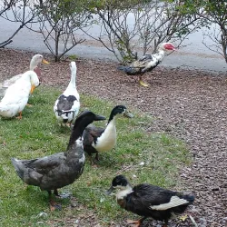 Kingsport Greenbelt - Kingsport