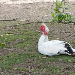 Kingsport Greenbelt - Kingsport