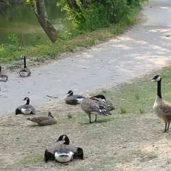 Kingsport Greenbelt - Kingsport